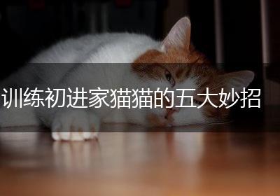 训练初进家猫猫的五大妙招