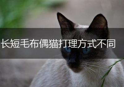 长短毛布偶猫打理方式不同