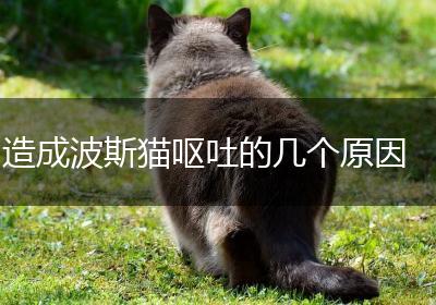 造成波斯猫呕吐的几个原因