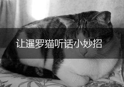 让暹罗猫听话小妙招