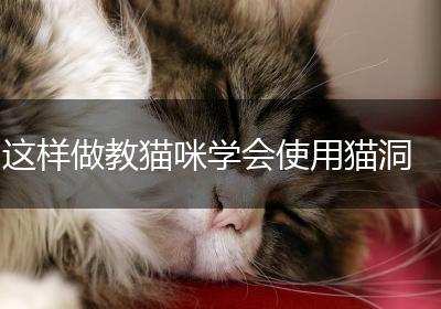 这样做教猫咪学会使用猫洞