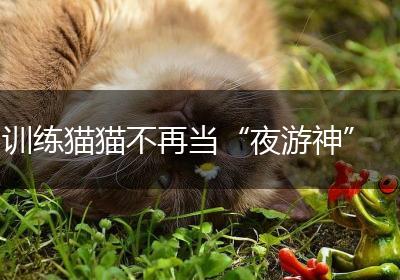 训练猫猫不再当“夜游神”