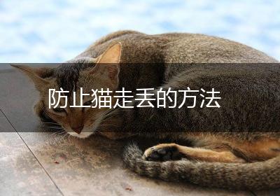 防止猫走丢的方法
