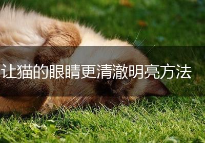 让猫的眼睛更清澈明亮方法
