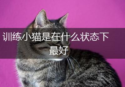 训练小猫是在什么状态下最好