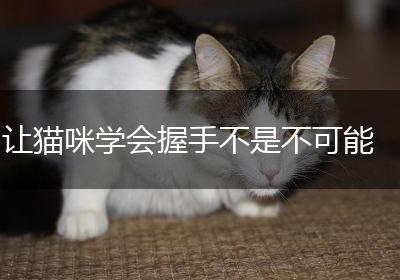 让猫咪学会握手不是不可能