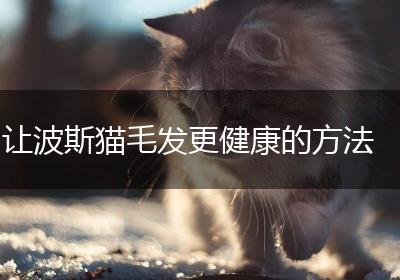 让波斯猫毛发更健康的方法