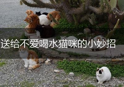 送给不爱喝水猫咪的小妙招
