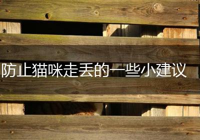 防止猫咪走丢的一些小建议