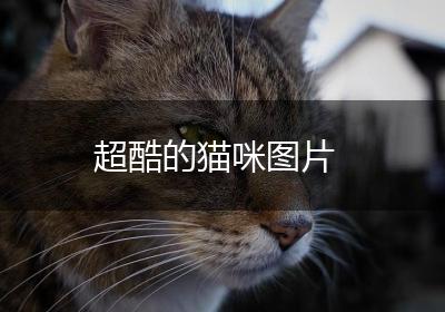超酷的猫咪图片