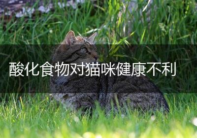 酸化食物对猫咪健康不利