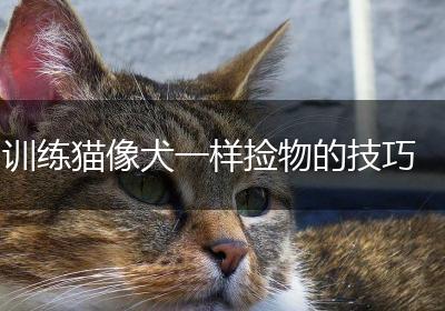 训练猫像犬一样捡物的技巧