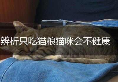 辨析只吃猫粮猫咪会不健康