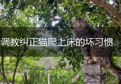 调教纠正猫爬上床的坏习惯
