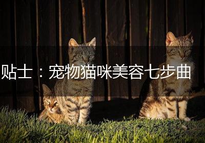 贴士：宠物猫咪美容七步曲
