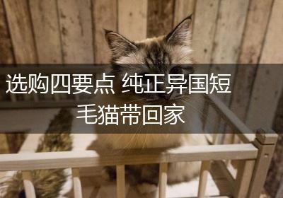 选购四要点 纯正异国短毛猫带回家