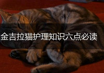 金吉拉猫护理知识六点必读