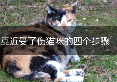 靠近受了伤猫咪的四个步骤