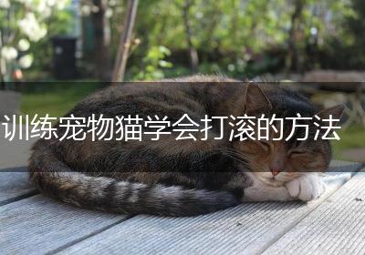 训练宠物猫学会打滚的方法