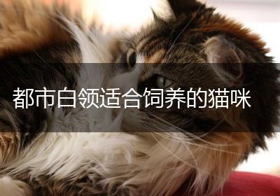 都市白领适合饲养的猫咪
