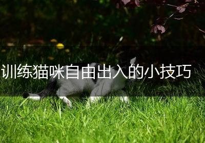 训练猫咪自由出入的小技巧