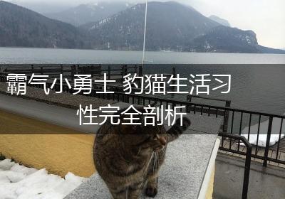 霸气小勇士 豹猫生活习性完全剖析