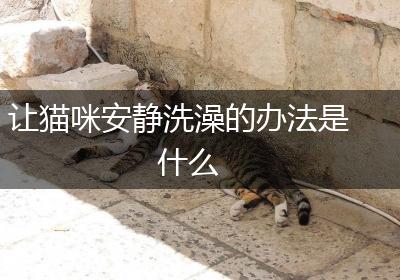 让猫咪安静洗澡的办法是什么