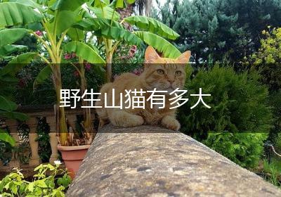 野生山猫有多大
