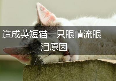 造成英短猫一只眼睛流眼泪原因