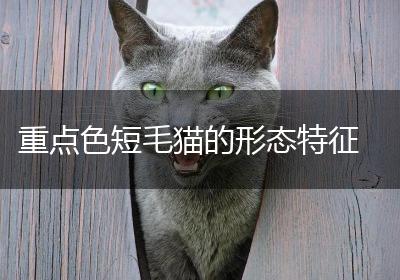 重点色短毛猫的形态特征