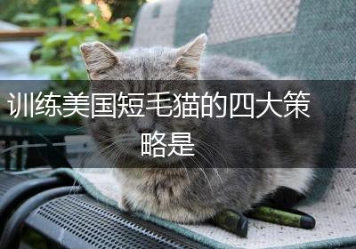 训练美国短毛猫的四大策略是