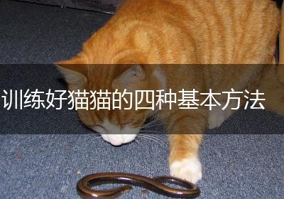 训练好猫猫的四种基本方法