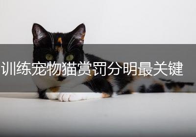训练宠物猫赏罚分明最关键