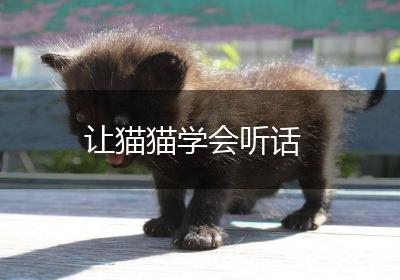让猫猫学会听话
