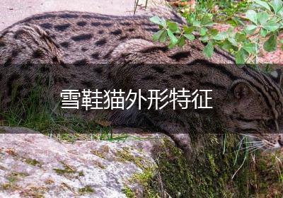 雪鞋猫外形特征