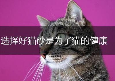选择好猫砂是为了猫的健康
