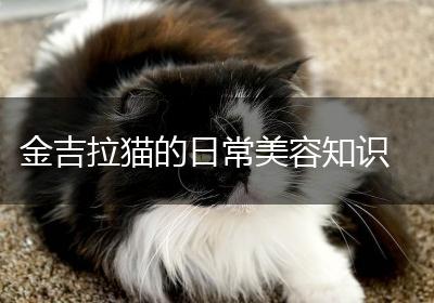金吉拉猫的日常美容知识