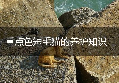 重点色短毛猫的养护知识