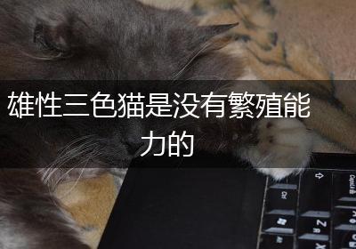 雄性三色猫是没有繁殖能力的