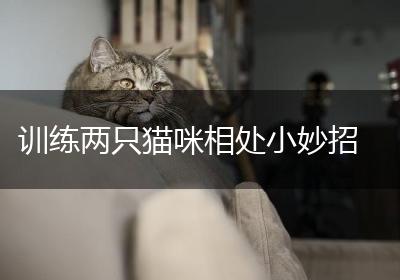 训练两只猫咪相处小妙招