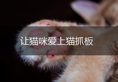 让猫咪爱上猫抓板