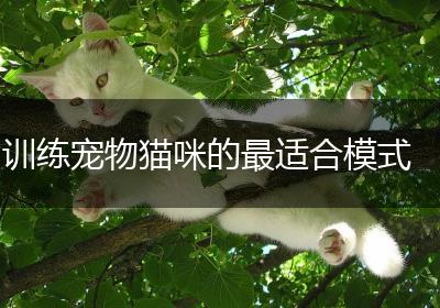 训练宠物猫咪的最适合模式