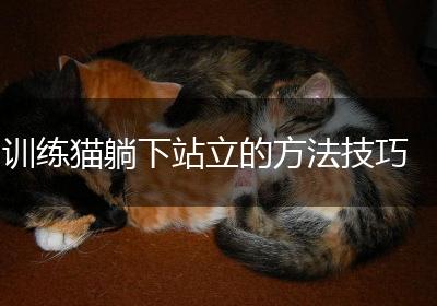 训练猫躺下站立的方法技巧