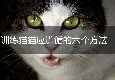 训练猫猫应遵循的六个方法