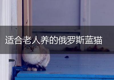 适合老人养的俄罗斯蓝猫