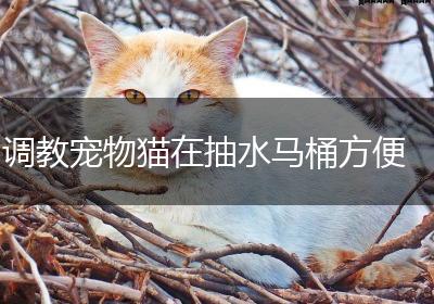 调教宠物猫在抽水马桶方便