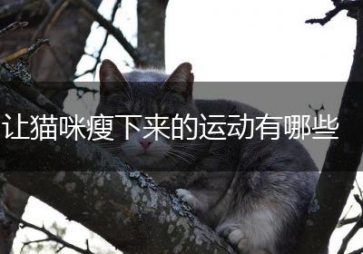 让猫咪瘦下来的运动有哪些