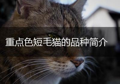 重点色短毛猫的品种简介