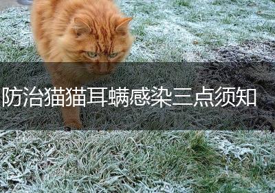 防治猫猫耳螨感染三点须知