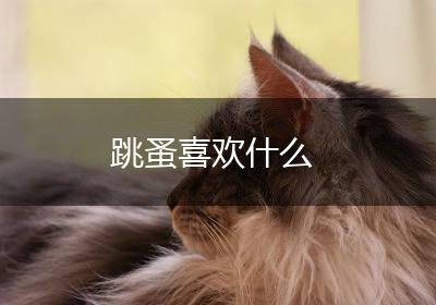 跳蚤喜欢什么
